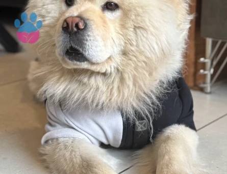 2,5 yaşındaki chow chow köpeğime eş arıyorum