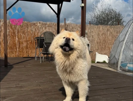 2,5 yaşındaki chow chow köpeğime eş arıyorum