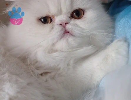 Chinchilla Kızımıza eş arıyoruz