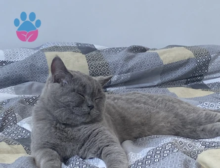 British Shorthair Erkek Kedim Eş Arıyor