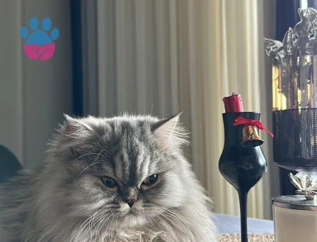 KIZIMIZA EŞ ARIYORUZ