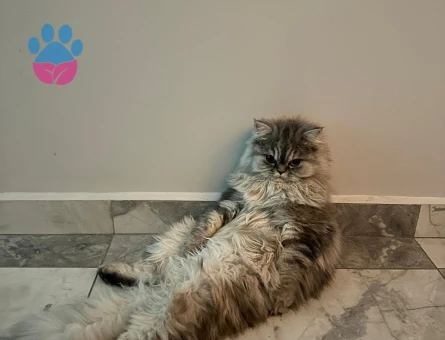 KIZIMIZA EŞ ARIYORUZ