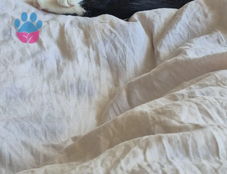 10 Aylık erkek kızgınlıkta