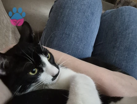 10 Aylık erkek kızgınlıkta