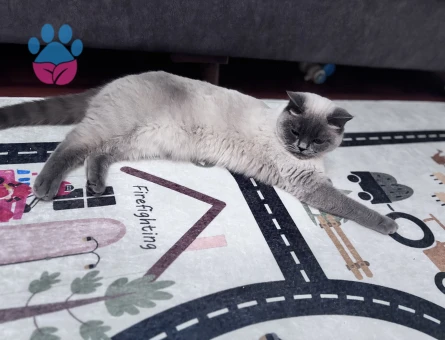 Brıtısh kedime erkek kedi eş arıyorum