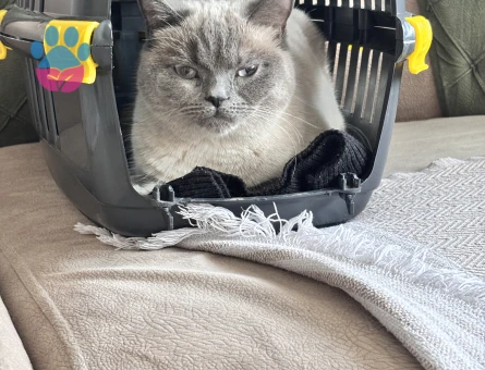 Brıtısh kedime erkek kedi eş arıyorum