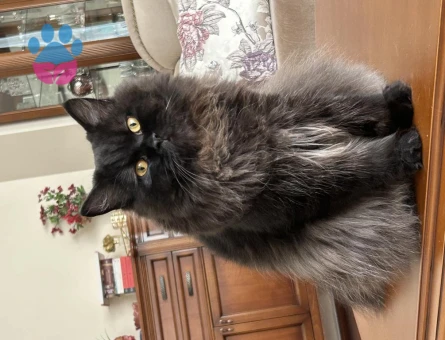 British Longhair Kedilerime Eş Arıyorum