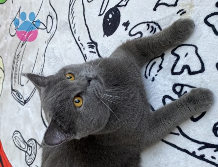 British Shorthair 1 Yaşında Oğluma Eş Arıyorum