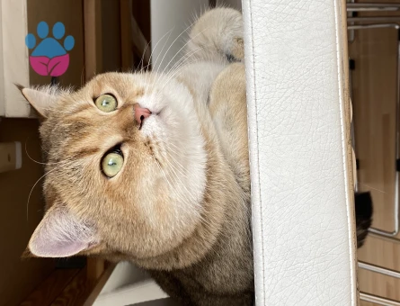 British shorthair Golden erkek