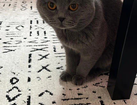 Scottish Fold Oğluma Eş Arıyorum - 118965549
