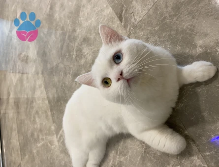 British Shorthair 2 Yaşında Eş Arıyor