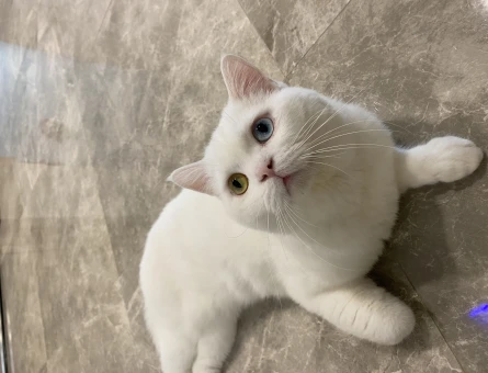 British Shorthair 2 Yaşında Eş Arıyor - 118965585