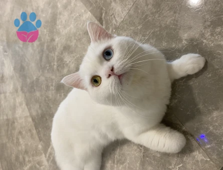 British Shorthair 2 Yaşında Eş Arıyor