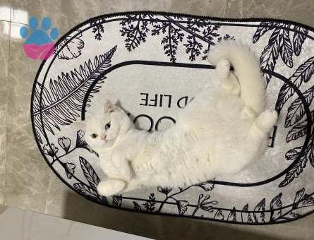 British Shorthair 2 Yaşında Eş Arıyor
