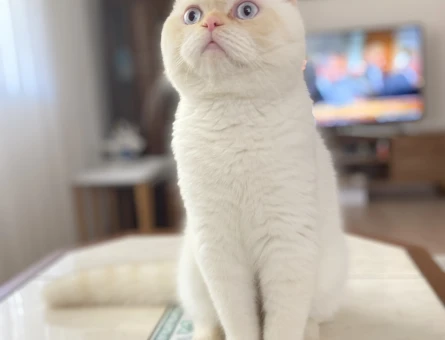 British Shorthair Kedime Eş Arıyorum - 118965587