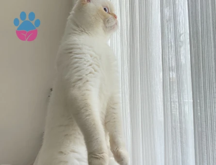 British Shorthair Kedime Eş Arıyorum