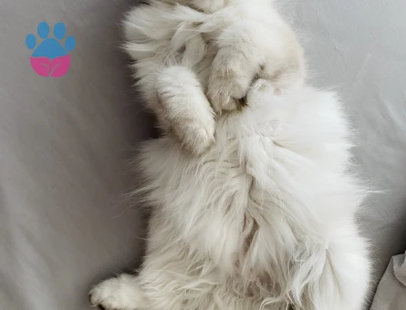 British blue point  2 Yaşında Eş Arıyor