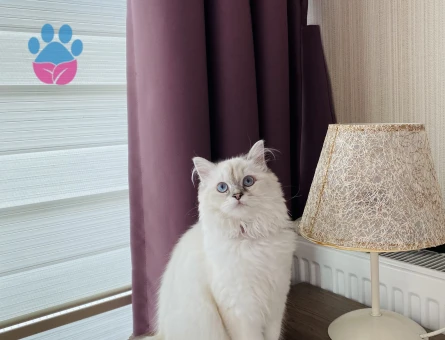 British blue point  2 Yaşında Eş Arıyor