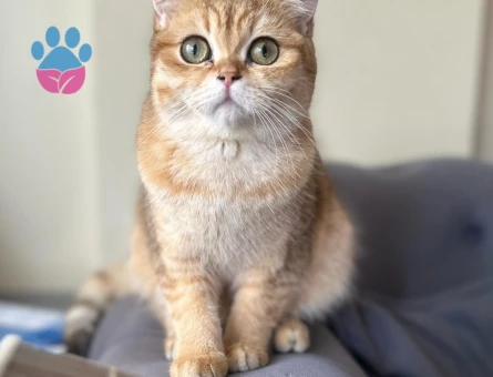 British Shorthair Golden Dişi 1 Yaşında