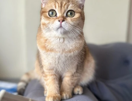 British Shorthair Golden Dişi 1 Yaşında - 118965599