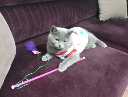 British Shorthair 2 Yaşında Eş Arıyor - 118965601