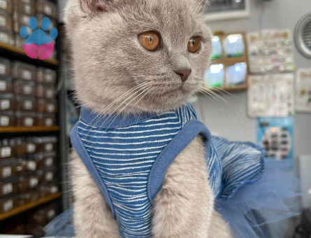 British Shorthair  1 Yaşında Eş Arıyor