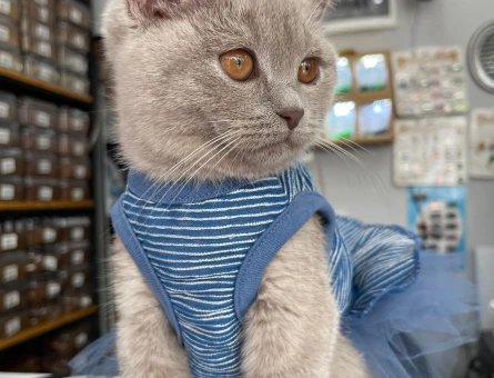 British Shorthair  1 Yaşında Eş Arıyor - 118965602