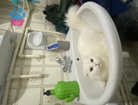 Scottish Fold Pamuğa Dişi Aday Arıyorum