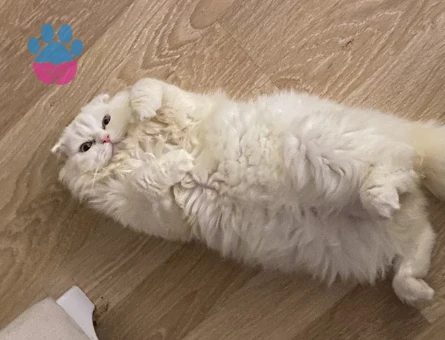 Scottish Fold Pamuğa Dişi Aday Arıyorum