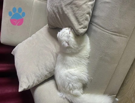 Scottish Fold Pamuğa Dişi Aday Arıyorum