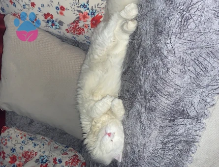 Scottish Fold Pamuğa Dişi Aday Arıyorum
