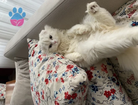 Scottish Fold Pamuğa Dişi Aday Arıyorum
