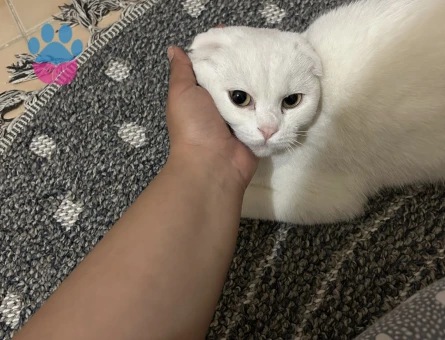 DAMAT ADAYI ARIYORUZ