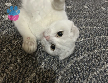 DAMAT ADAYI ARIYORUZ