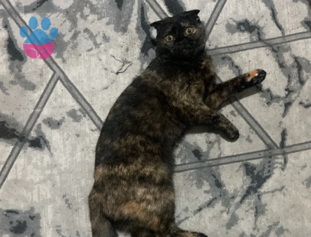 Kızıma eş arıyorum