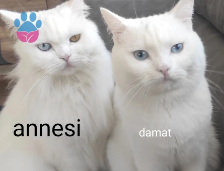 Yakisiklimiza Prenses ariyoruz