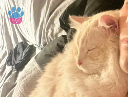 Scottish oğluma eş arıyorum