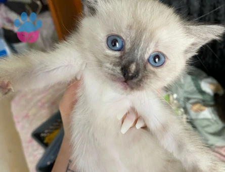 Scottish oğluma eş arıyorum