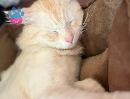 Scottish oğluma eş arıyorum