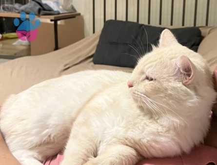 Scottish oğluma eş arıyorum