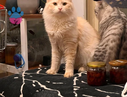 Scottish oğluma eş arıyorum