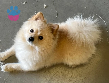 DİŞİ EŞ ARIYORUM