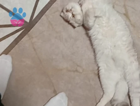 Scottish Fold Golden EŞ ARANIYOR lütfen sadece bayanlar arasin