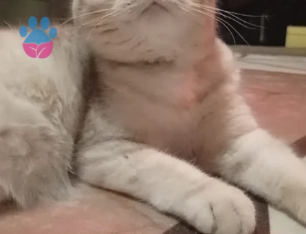 Scottish Fold Golden EŞ ARANIYOR lütfen sadece bayanlar arasin