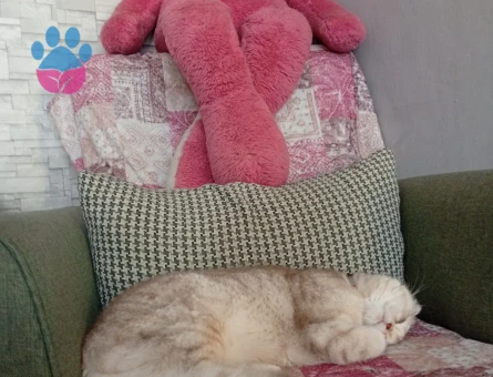 Scottish Fold Golden EŞ ARANIYOR lütfen sadece bayanlar arasin