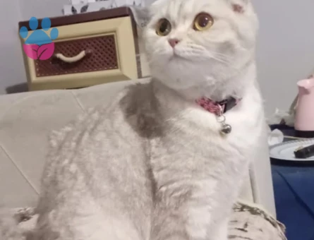Scottish Fold Golden EŞ ARANIYOR lütfen sadece bayanlar arasin