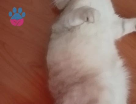 Scottish Fold Golden EŞ ARANIYOR lütfen sadece bayanlar arasin