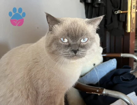 BluePoint cinsi kedime dişi eş arıyorum