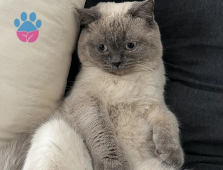 BluePoint cinsi kedime dişi eş arıyorum