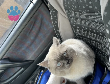 BluePoint cinsi kedime dişi eş arıyorum